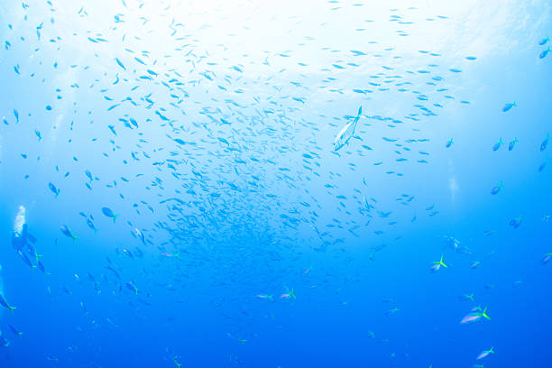 Fantastic and dynamic underwater schools of fish dancing in the blue sea (Blue and yellow fusilier)