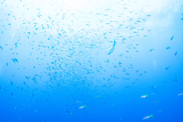 istock Fantastic and dynamic underwater schools of fish dancing in the blue sea (Blue and yellow fusilier) 2208566197