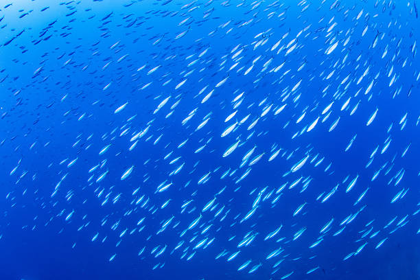 istock Fantastic and dynamic underwater schools of fish dancing in the blue sea 2208566213