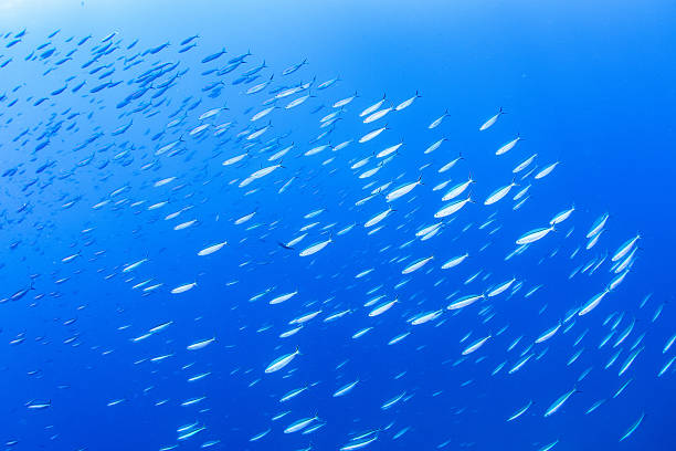 istock Fantastic and dynamic underwater schools of fish dancing in the blue sea 2208566228