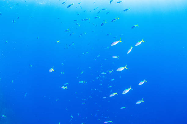 istock Fantastic and dynamic underwater schools of fish dancing in the blue sea (Blue-and-yellow fusilier) 2208566356