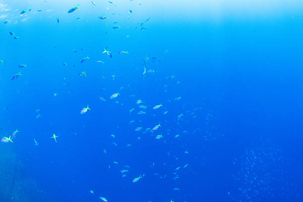 Fantastic and dynamic underwater schools of fish dancing in the blue sea (Blue-and-yellow fusilier)