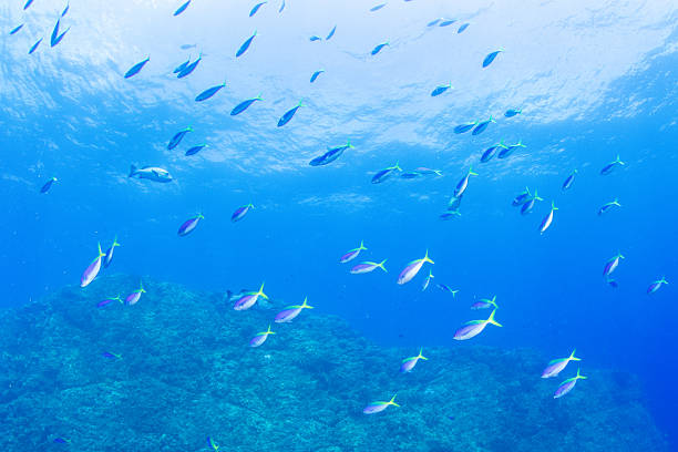 istock Fantastic and dynamic underwater schools of fish dancing in the blue sea (Blue-and-yellow fusilier) 2208566376