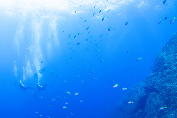 istock Fantastic and dynamic underwater schools of fish dancing in the blue sea 2208566906