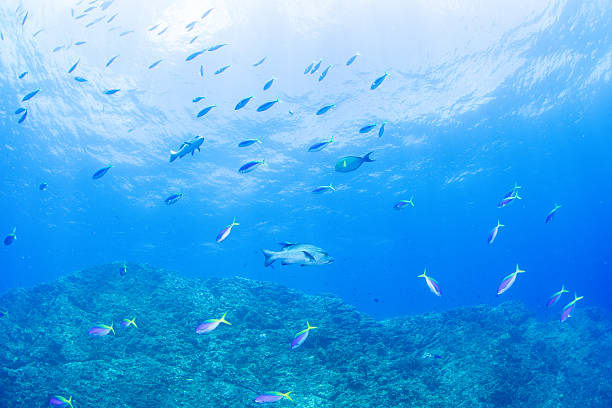 istock Fantastic and dynamic underwater schools of fish dancing in the blue sea (Blue-and-yellow fusilier) 2208566908