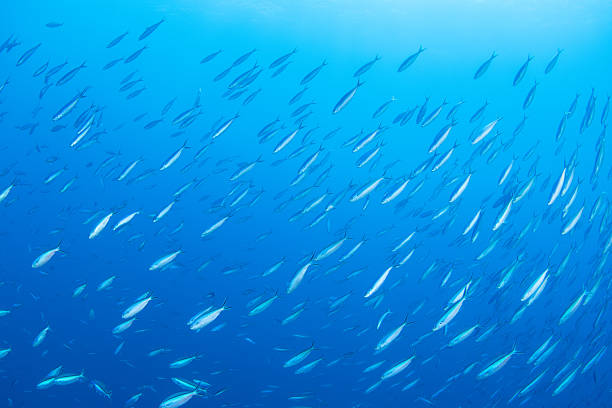 istock Fantastic and dynamic underwater schools of fish dancing in the blue sea 2208566931