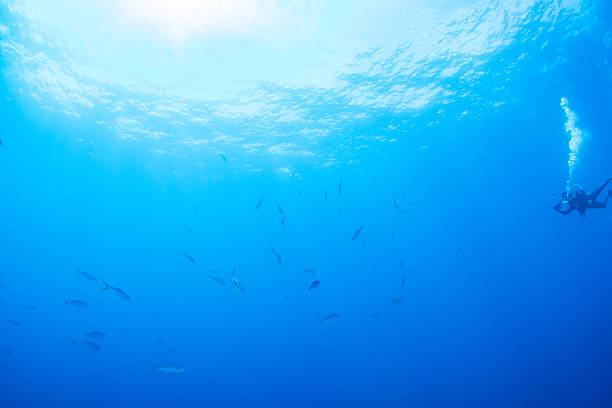 Fantastic and dynamic underwater schools of fish dancing in the blue sea
