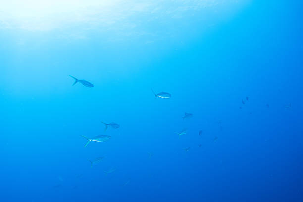 istock Fantastic and dynamic underwater schools of fish dancing in the blue sea 2208566980