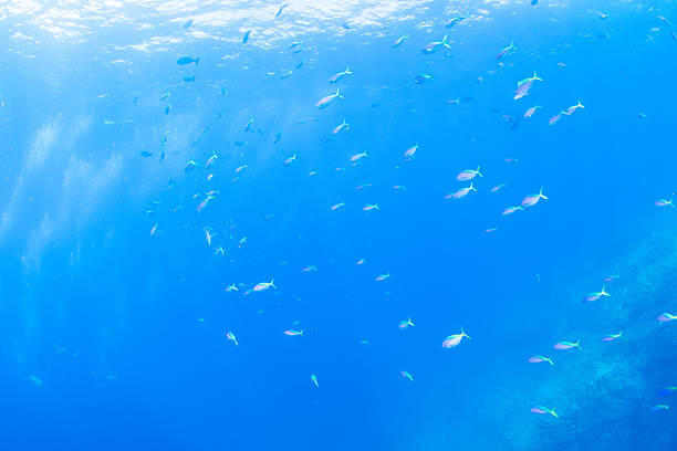 istock Fantastic and dynamic underwater schools of fish dancing in the blue sea 2208567022