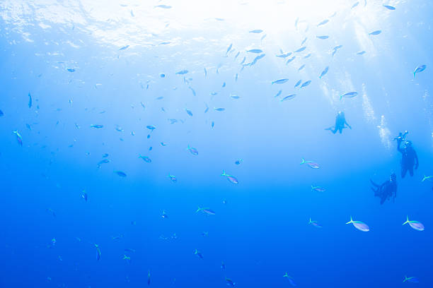 istock Fantastic and dynamic underwater schools of fish dancing in the blue sea 2208567052