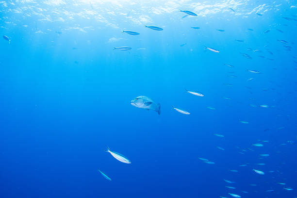 istock Fantastic and dynamic underwater schools of fish dancing in the blue sea 2208567054