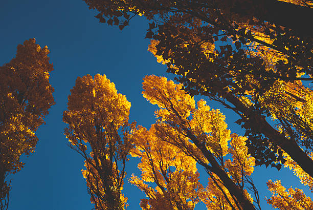 Autumn mood, Ladakh, Jammu and Kashmir, India