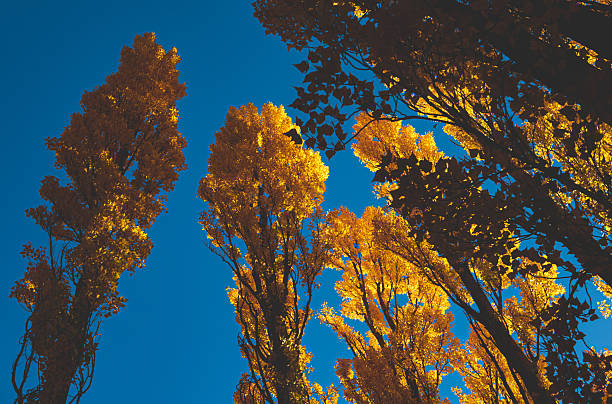 Yellow poplar trees with bright blue sky background autumn fall landscape stunning contrast