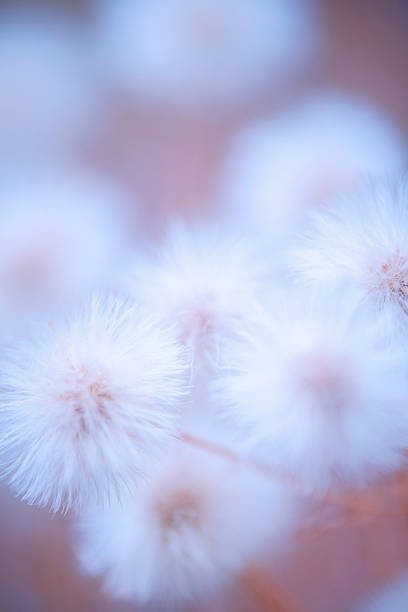 Nature delicate background with white fluffy flower