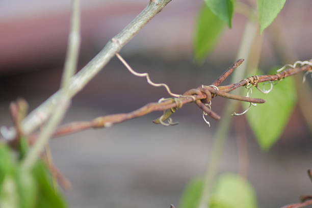Close up of Barbed Wire wit a Blur Background