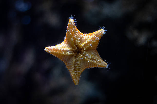 istock A starfish is floating in the water 2208579547
