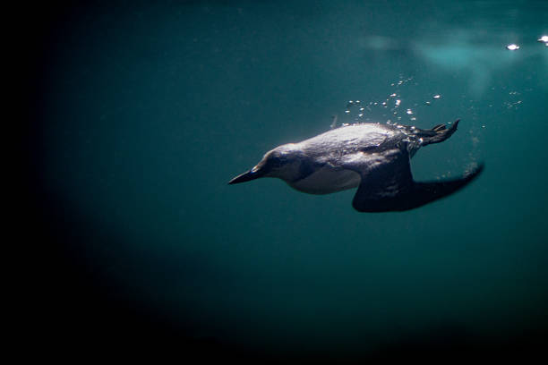 istock A bird is swimming in the water 2208579550
