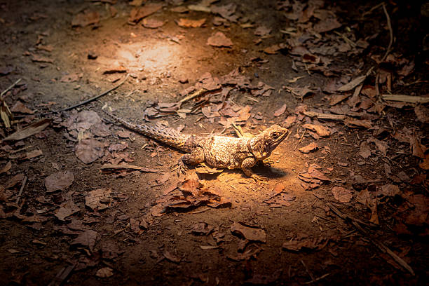 istock A lizard is laying on the ground in the sun 2208579608