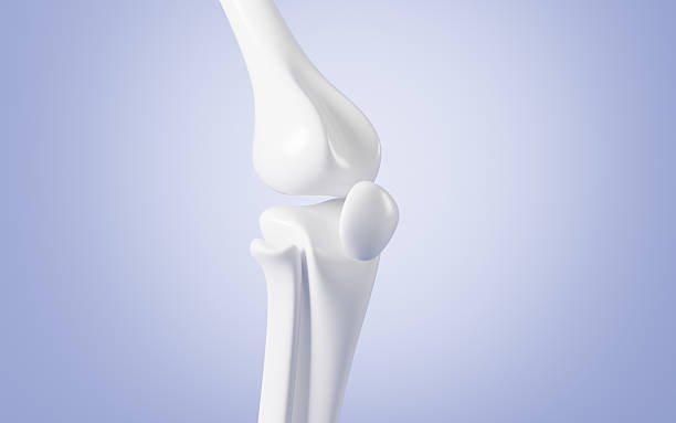 istock Human kneecap model, Biological and medical concepts, 3d rendering. 2208580411