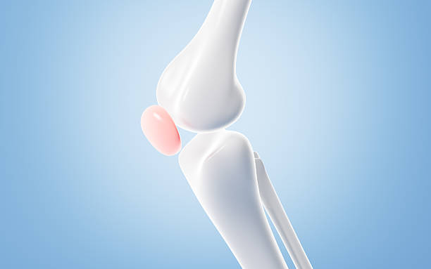 istock Human kneecap model, Biological and medical concepts, 3d rendering. 2208580435
