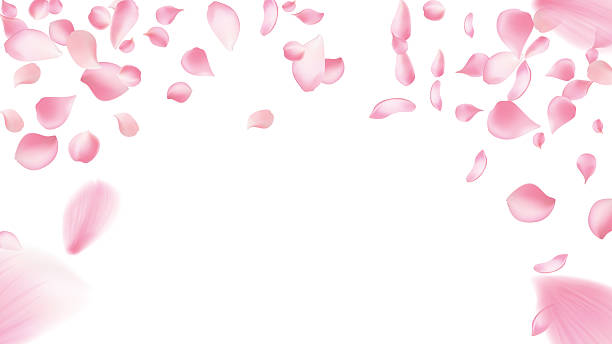 istock Sakura petal spring blossom on white banner. Pink rose composition. Flower flying background. Beauty Spa product frame with gorgeous rose petal greeting card design. 2208581972