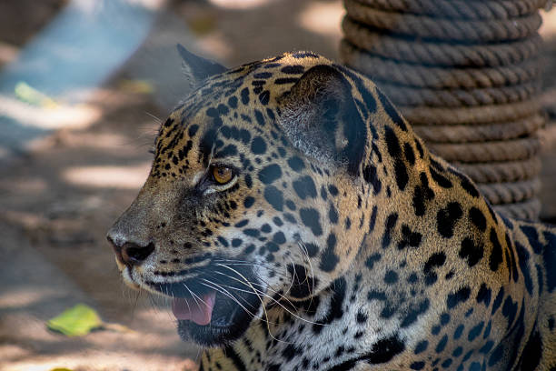 Leopard snout close