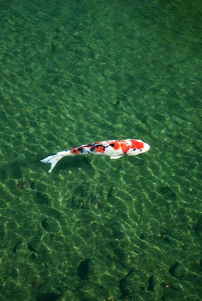 istock Koi fish Uji Kyoto Japan 2208583791