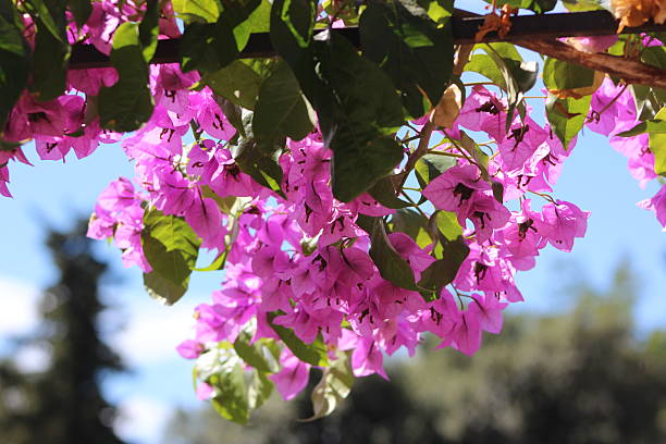 istock Pink Flowers Hanging Basket 2208585780