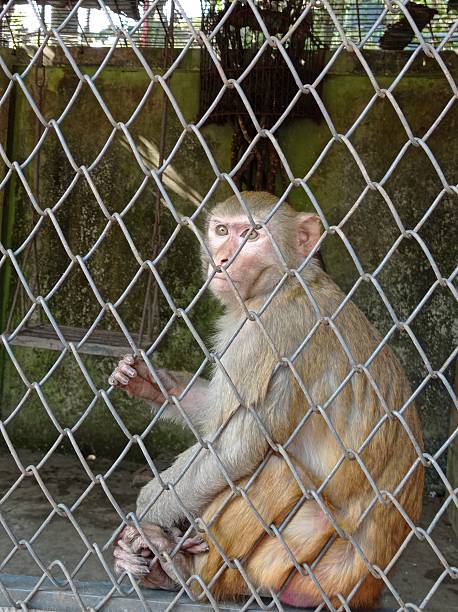 istock A small monkey huddled in the corner of a wire cage, its eyes wide and anxious 2208592982