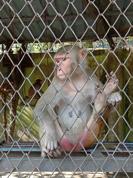 istock A small monkey huddled in the corner of a wire cage, its eyes wide and anxious 2208592983