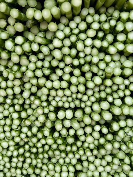 Close-Up of Choy Sum at a Hong Kong Vegetable Stall