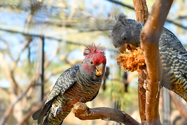 Red Tailed Black Cockatoo also known as Banks Black Cockatoo in the wild in Bourke in NSW