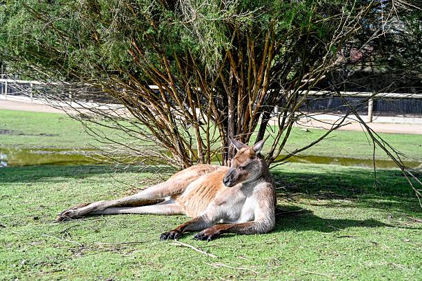 Kangaroo on grass, Moonlit sanctuary, Melbourne, Australia