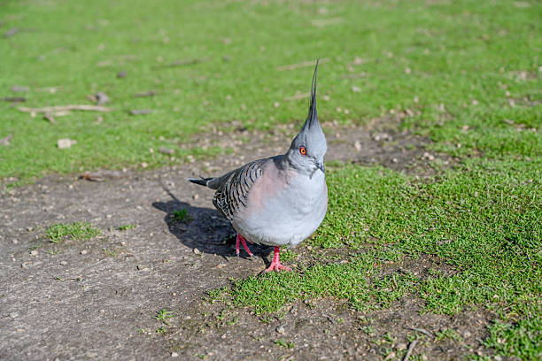 istock ocyphaps lophotes (crowned pigeon), Moonlit sanctuary, Melbourne, Australia 2208593146