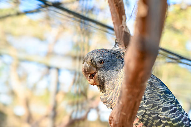 istock Bird park in Moonlit sanctuary, Melbourne, Australia  (Gang-gang cockatoo) 2208593147