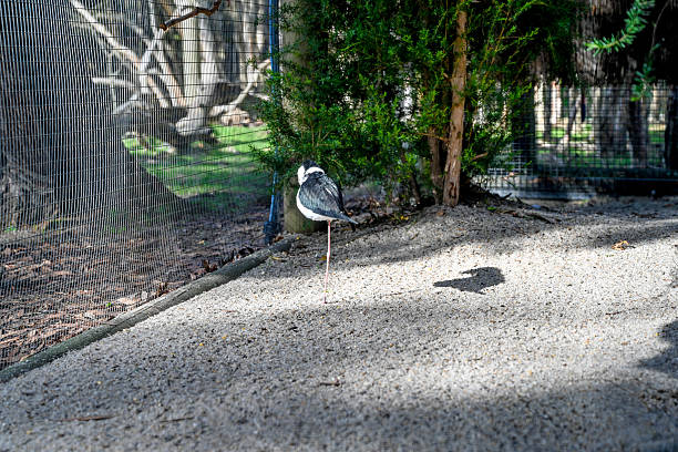Feet of a large bird