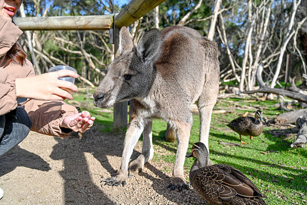 istock Melbourne VIC, Australia - Jun 01, 2023: Moonlit sanctuary, Melbourne, Australia 2208593519