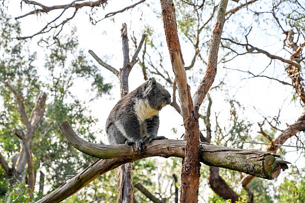istock Melbourne VIC, Australia - Jun 01, 2023: Moonlit sanctuary, Melbourne, Australia (Koala close-up) 2208593534