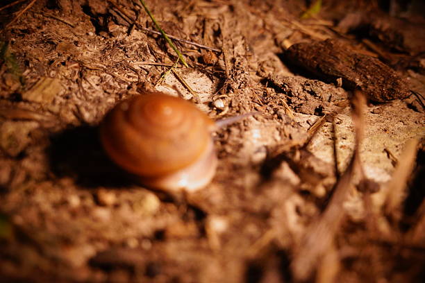Snail in leaf with tropical . Snail on dry leaf. slow animals