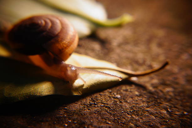 istock Snail in leaf with tropical . Snail on dry leaf. slow animals 2208595599