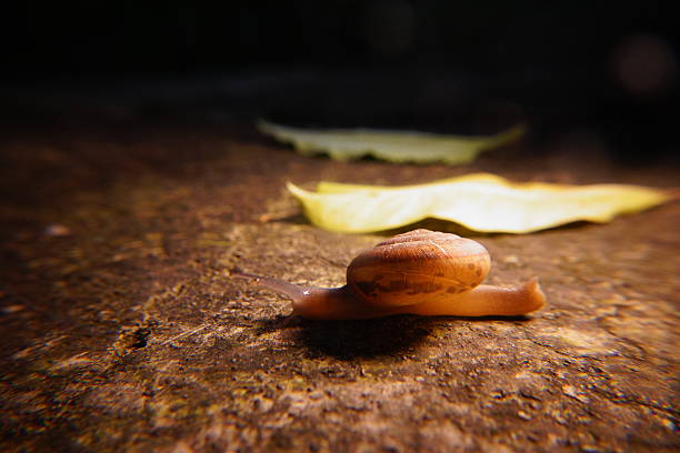 istock Snail in leaf with tropical . Snail on dry leaf. slow animals 2208595649