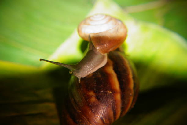A garden snail on a brick wall