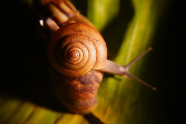 Snail in leaf with tropical . Snail on dry leaf. slow animals