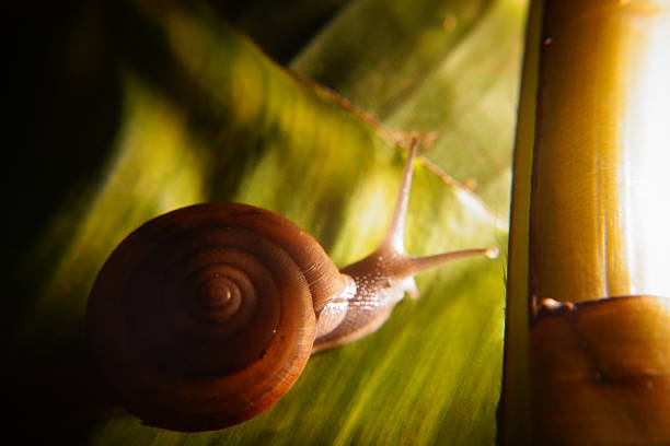 Snail in leaf with tropical . Snail on dry leaf. slow animals