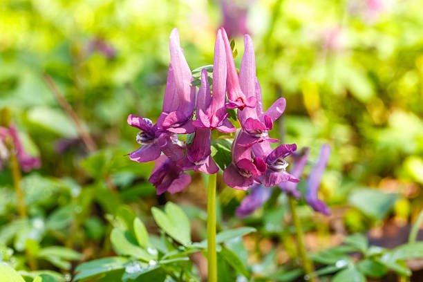 Purple Corydalis solida flowers bloom vibrantly amidst lush green leaves, capturing the essence of springtime. The delicate petals and fresh foliage create a serene and natural scene