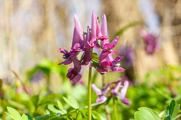 istock Beautiful Purple Corydalis solida Flowers in Springtime Bloom close-up 2208597869