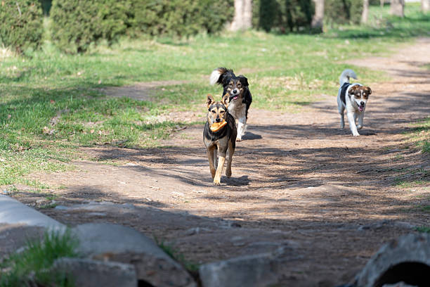istock Three stray dogs stole a sandwich on the street 2208597911