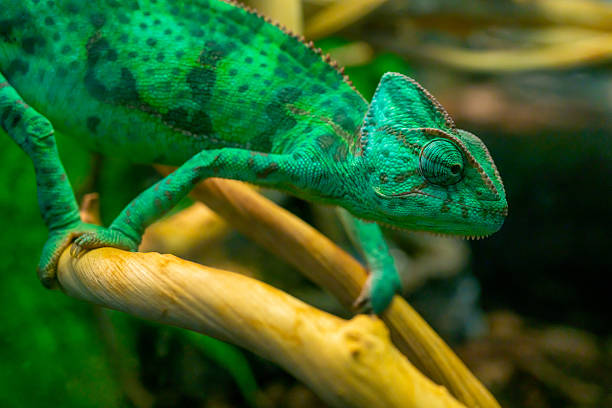 istock Young green chameleon on a branch. Cute pet. 2208598617