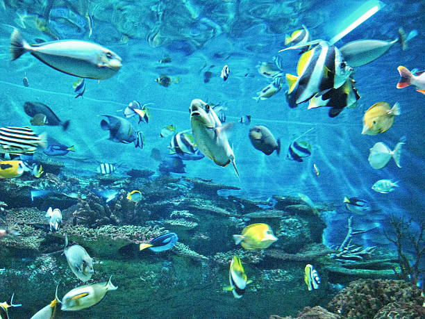 istock Large tank at the aquarium 2208601992