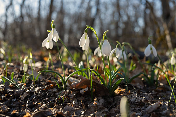 istock Snowdrops Galanthus nivalis in the forest close-up. 2208602340